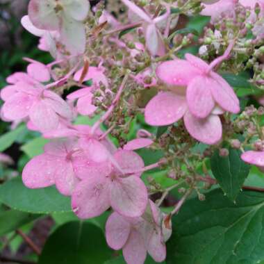 Darlene's garden