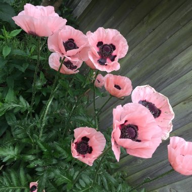 Papaver orientale 'Carneum'