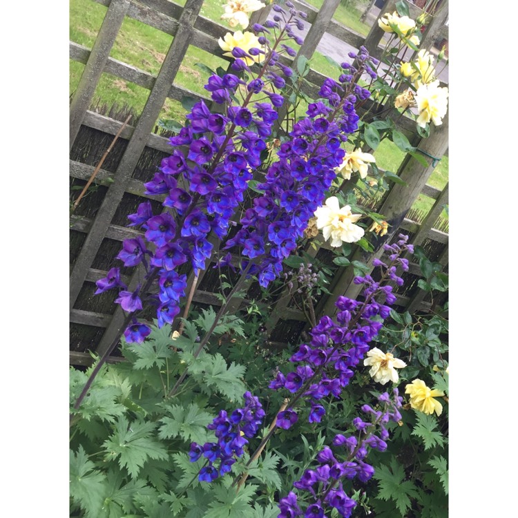 Plant image Delphinium 'Blue Tit'