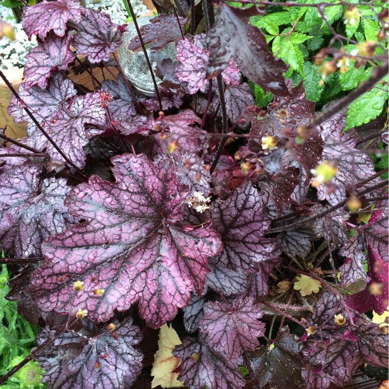 Plant image Heuchera 'Blackberry Jam'