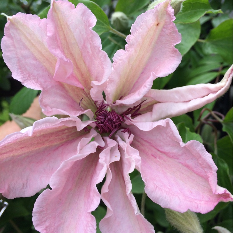 Plant image Clematis 'Hagley Hybrid'