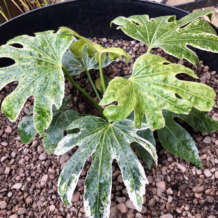 Plant image Fatsia japonica 'Variegata'
