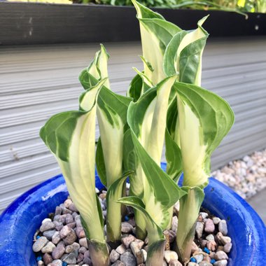 Marilyn's garden