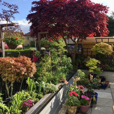 Marilyn's garden