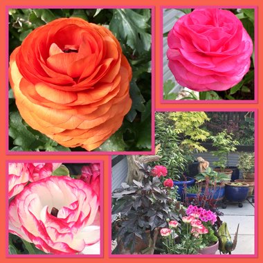 Marilyn's garden