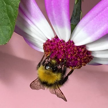 Marilyn's garden