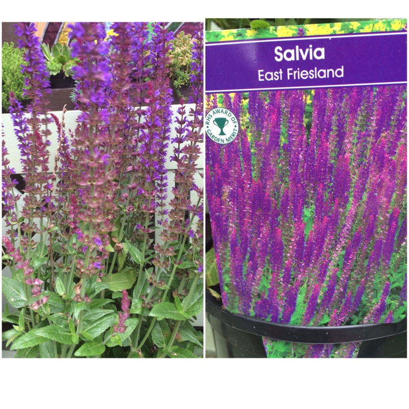 Plant image Salvia nemorosa 'Ostfriesland' syn. Salvia nemorosa 'East Friesland'