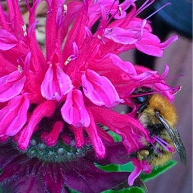 Monarda 'Pink Lace'