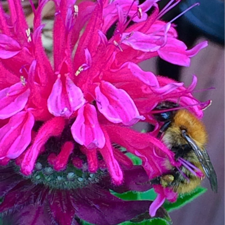 Plant image Monarda 'Pink Lace'
