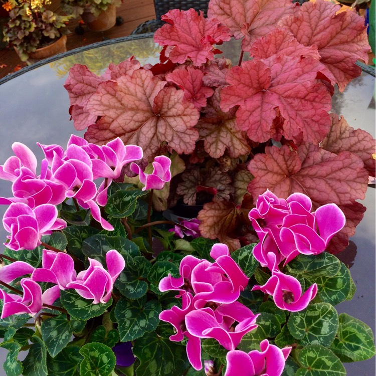 Plant image Heuchera 'Berry Smoothie'