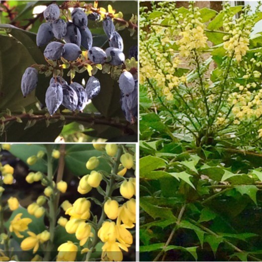 Plant image Mahonia x media 'Winter Sun' syn.Mahonia x wagneri 'Winter Sun'
