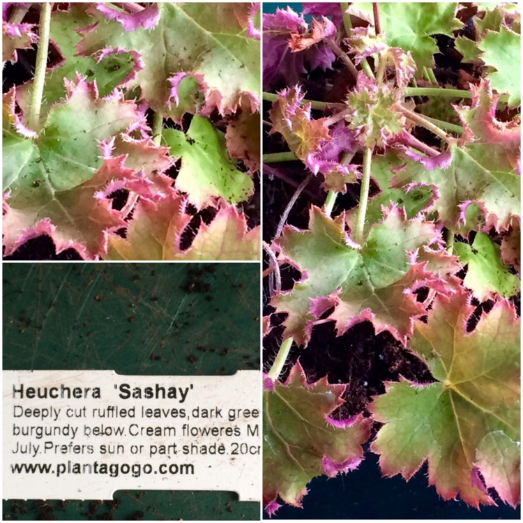 Plant image Heuchera 'Sashay'