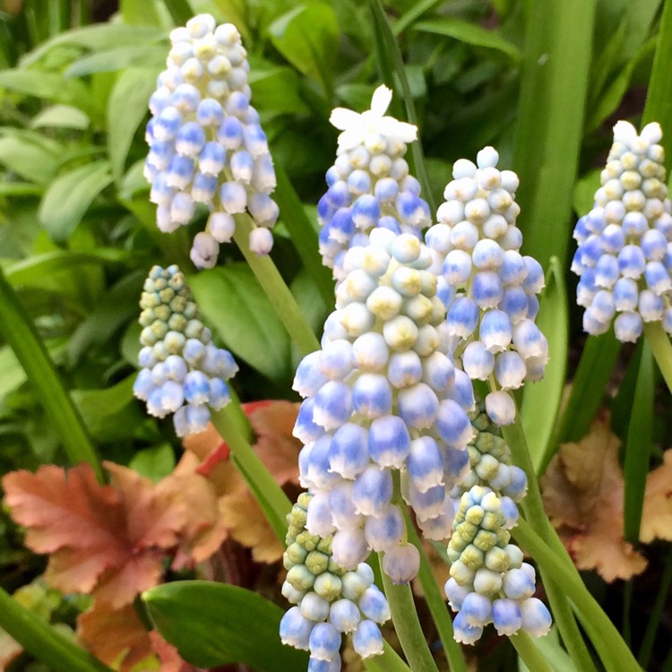Plant image Muscari armeniacum 'Peppermint'