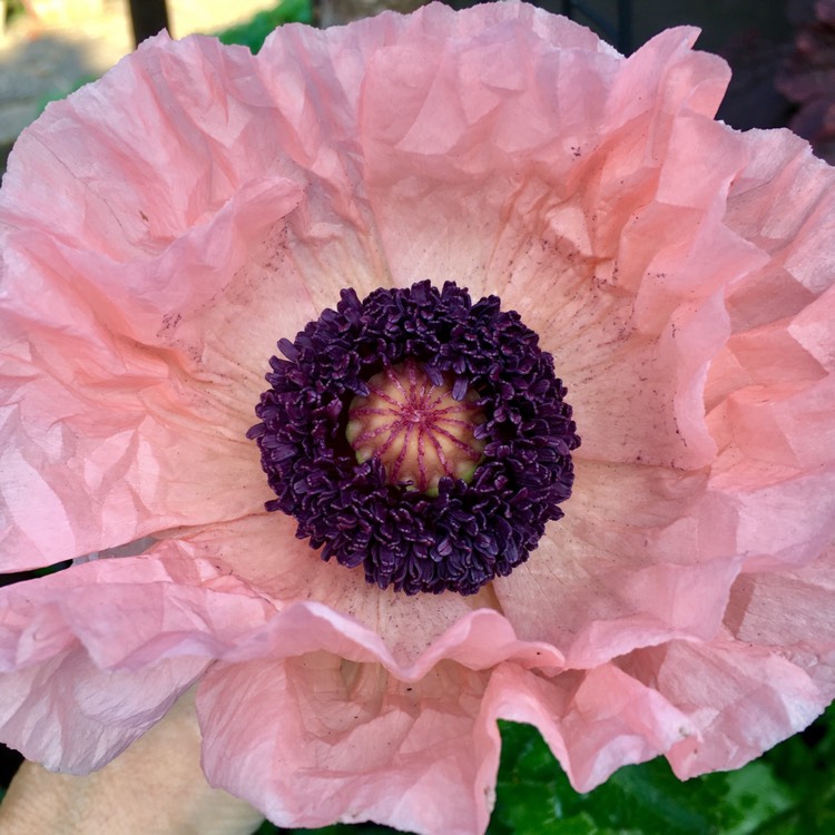 Plant image Papaver orientale 'Coral Reef'