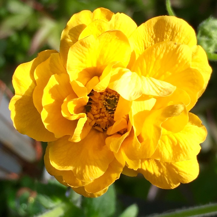 Plant image Geum 'Lady Stratheden'