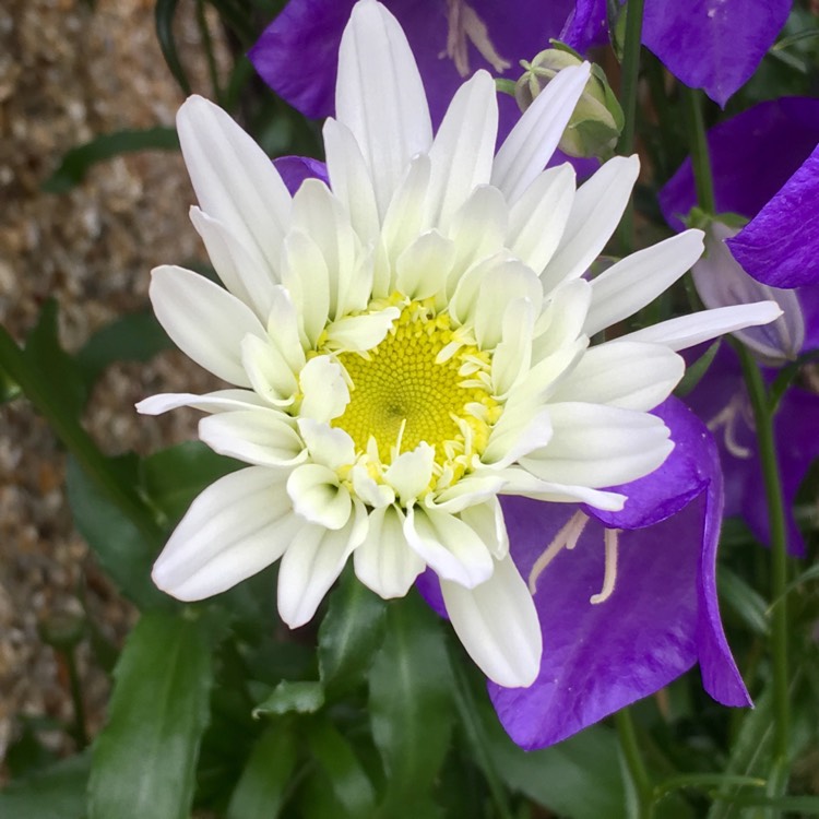 Plant image Leucanthemum x superbum 'Highland White Dream'