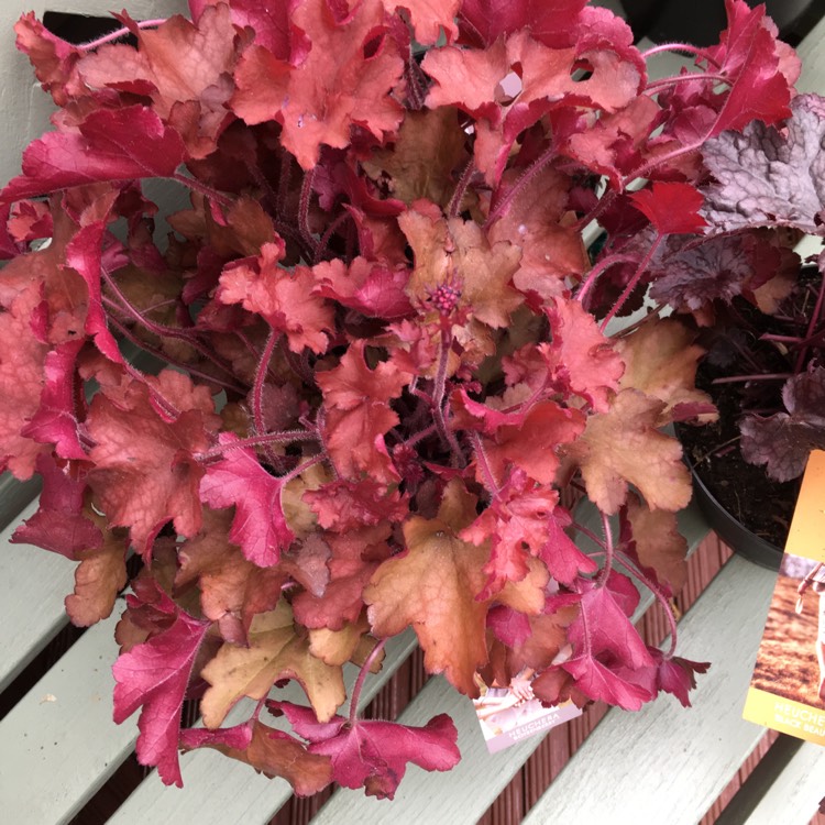 Plant image Heuchera 'Boysenberry' (Indian Summer Series)
