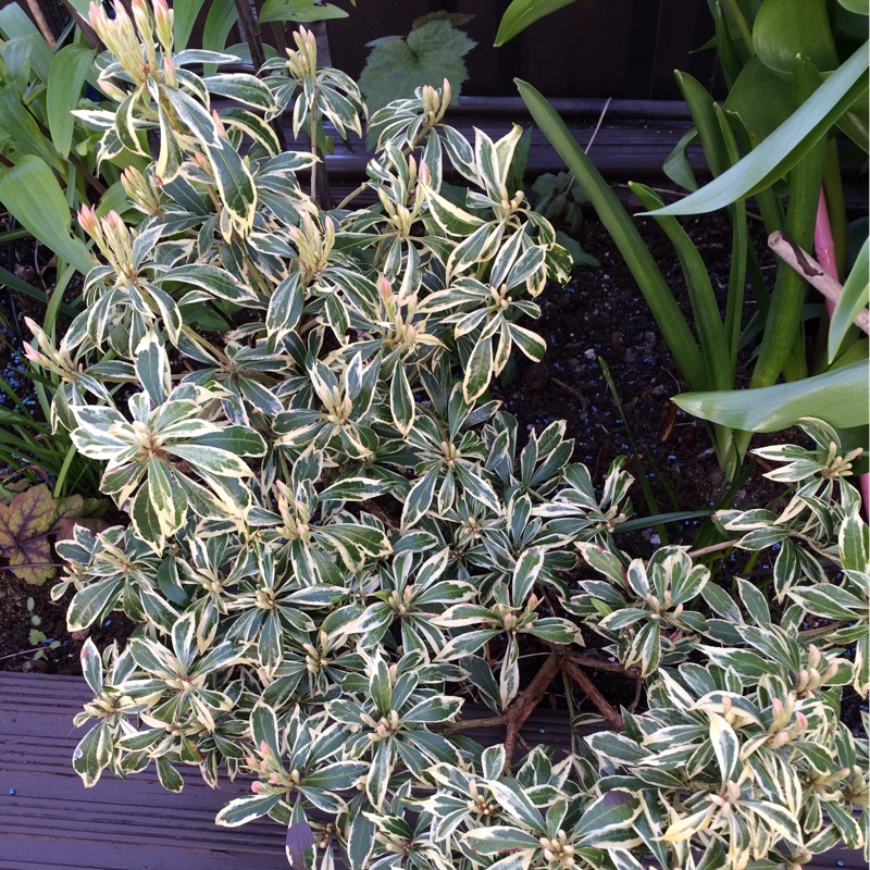 Plant image Pieris japonica 'White Rim'