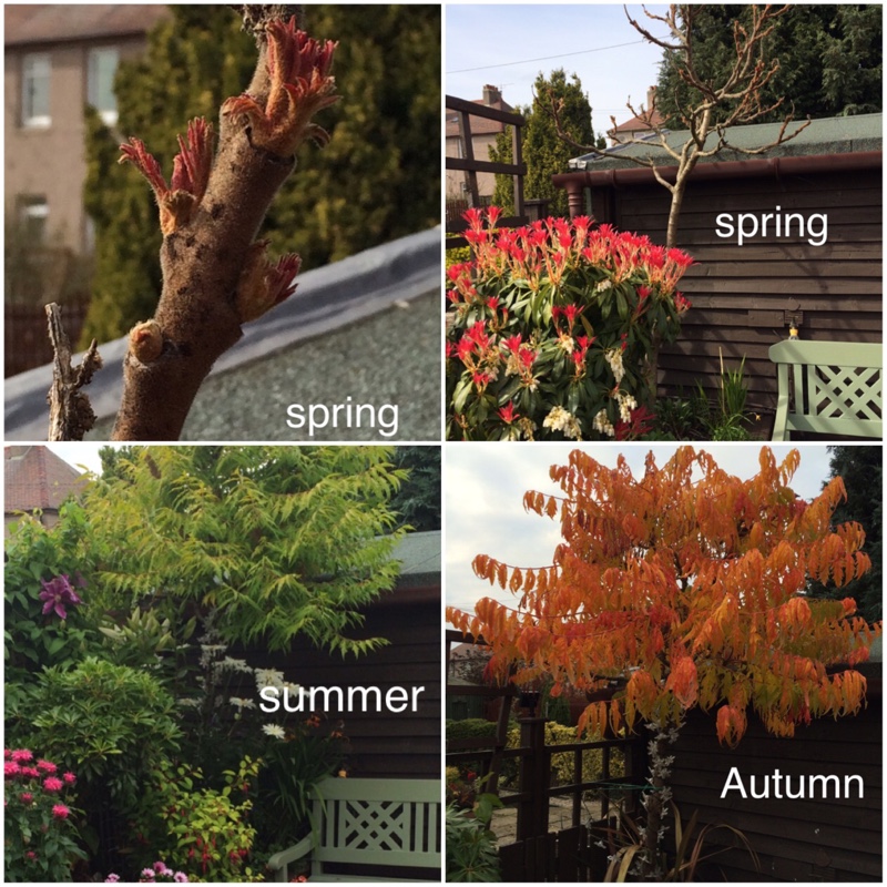 Plant image Rhus typhina 'Bailtiger' syn. Rhus typhina 'Tiger Eyes'