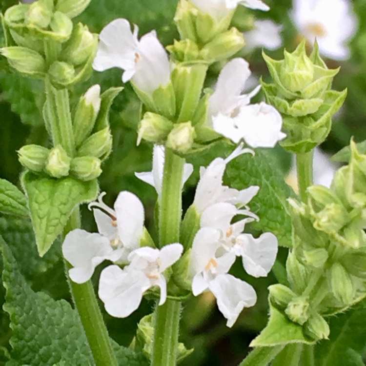 Plant image Salvia
