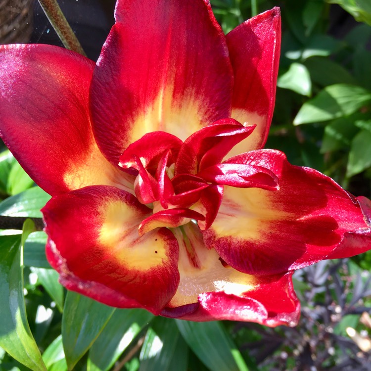 Plant image Lilium 'Cocktail Twins'