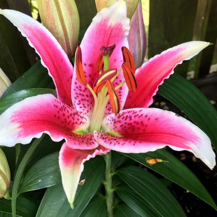 Plant image Lilium 'Star Gazer' syn. Lilium 'Stargazer'