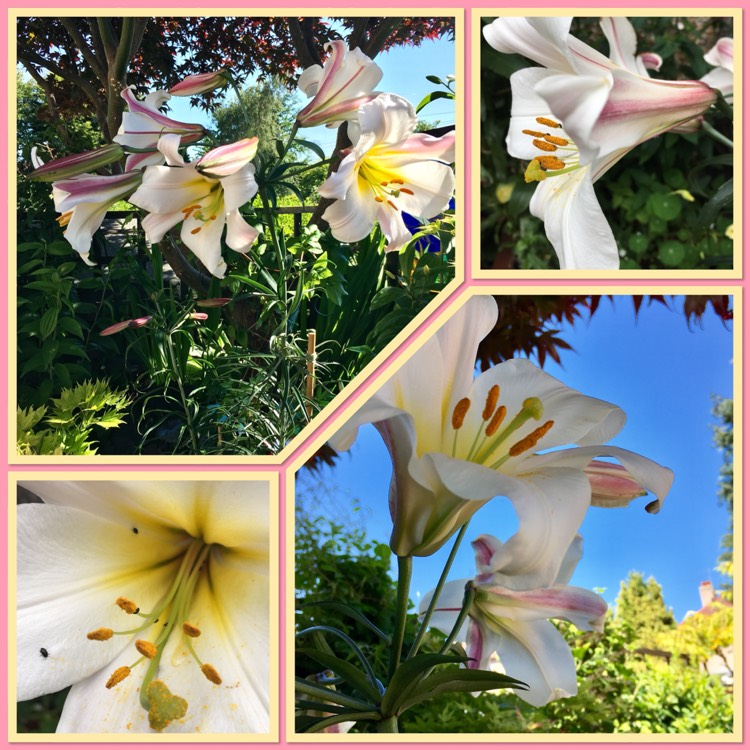 Plant image Lilium regale 'Album'