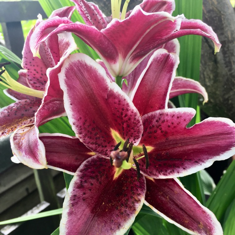 Plant image Lilium 'Magny Cours'