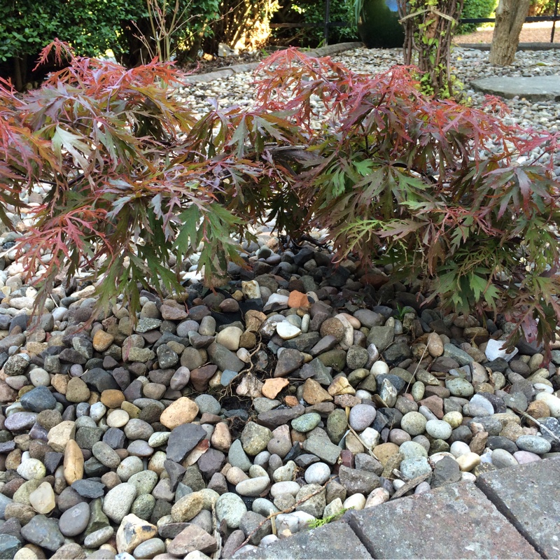 Plant image Acer Palmatum 'Emerald Lace'
