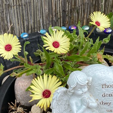 Claire's garden