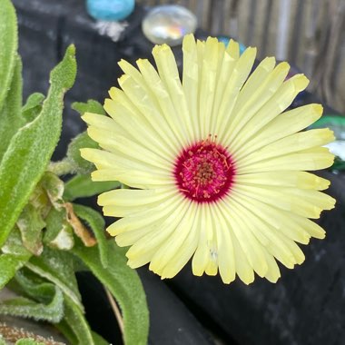 Ice Plant
