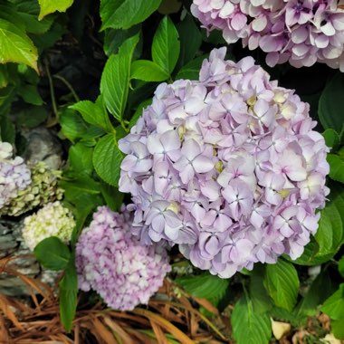 Claire's garden