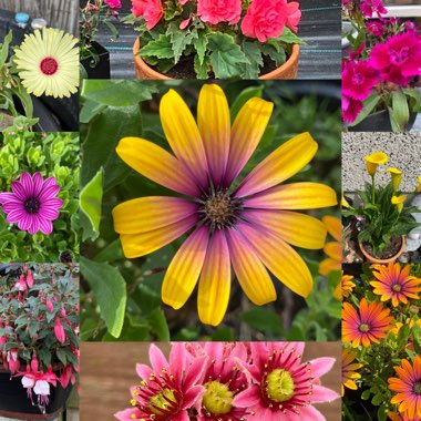 Claire's garden