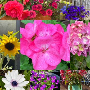 Claire's garden