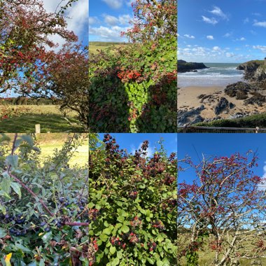 Claire's garden