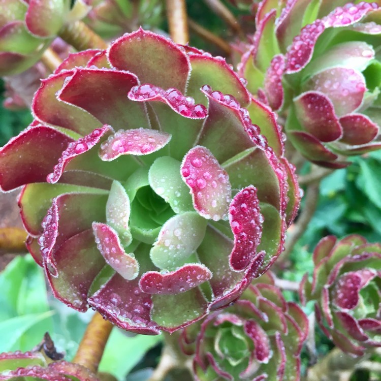 Plant image Aeonium Urbicum Rubrum