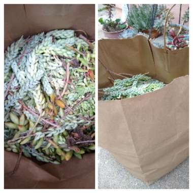 Sedum Morganianum