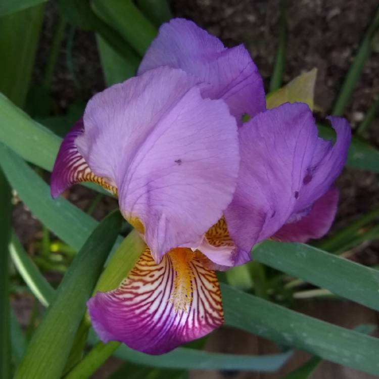 plant image 1014380