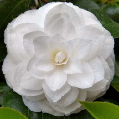Camellia japonica 'White by the gate'
