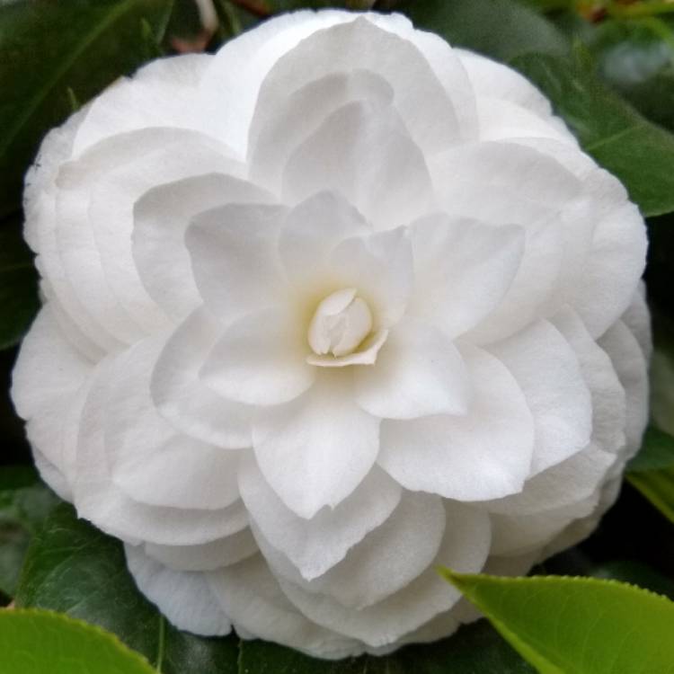 plant image 1015729 plant image 1015729