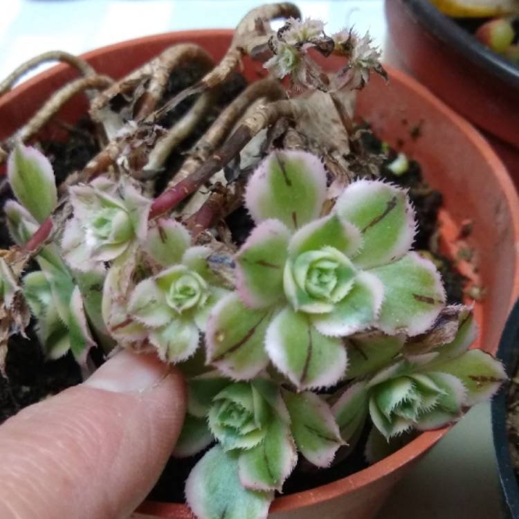 Plant image Aeonium Sunburst cristata
