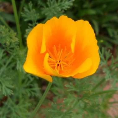 Eschscholzia californica 'Golden West'