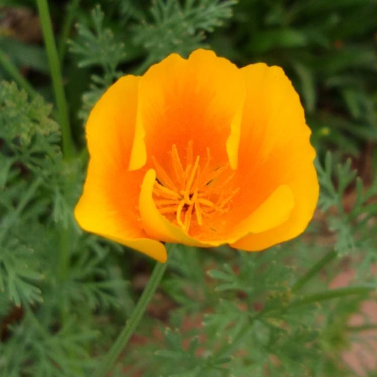 plant image 1023487 plant image 1023487