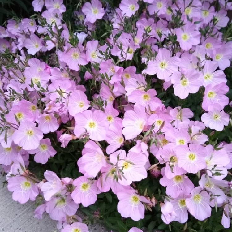 Plant image Oenothera speciosa