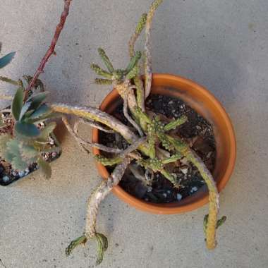 Euphorbia caput-medusae