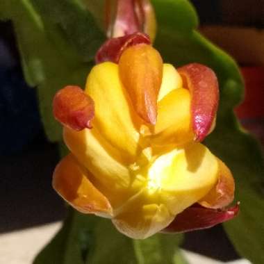 Epiphyllum
