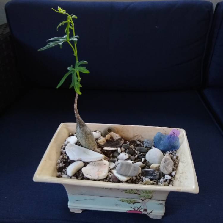 plant image 1061275