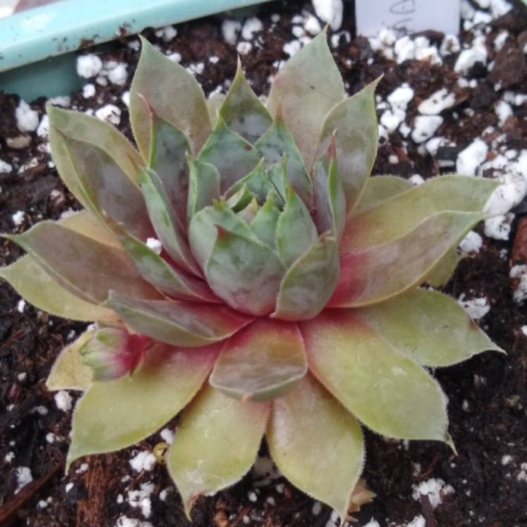 plant image 1073687