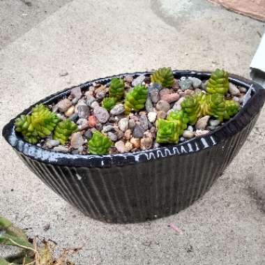 Crassula columella