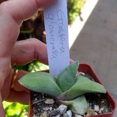 Gasteria Glomerata